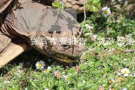 贷后检查报告 贷款已逾期 贷后检查报告 贷款已逾期